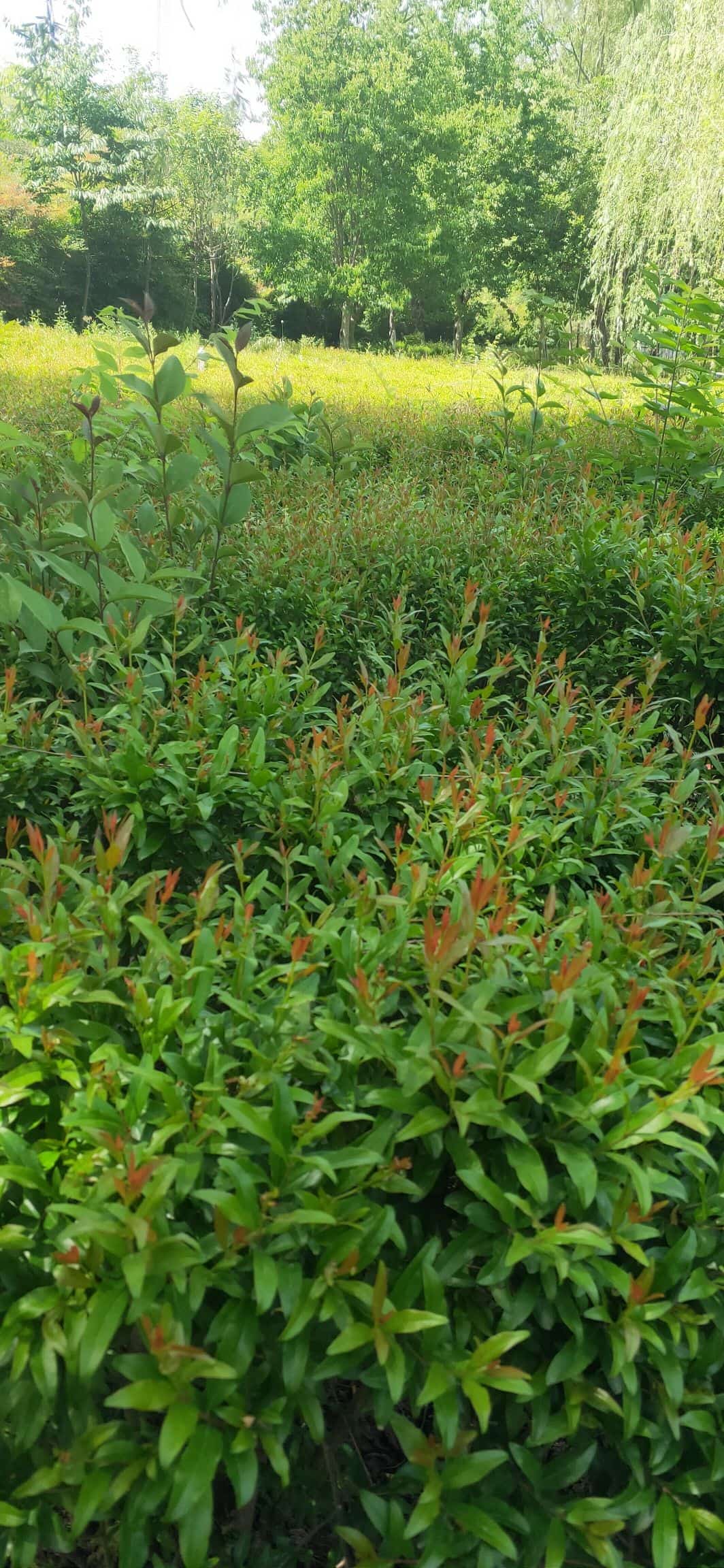 牛北遗址（6-）